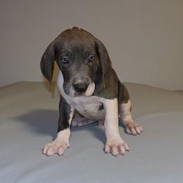 Diesel - Mantle male Great Dane puppy in Walker, Louisiana from La Rebel Danes