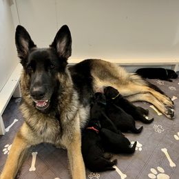 German Shepherd puppies from Waltz Creek German Shepherds