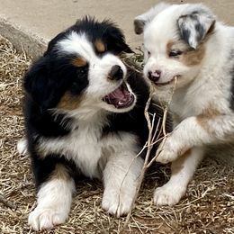 Australian Shepherd and Miniature Australian Shepherd Puppies from Hunt Farms Mini Aussies