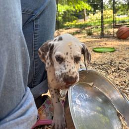 Lupine(LUA) - White and liver brown male Dalmatian puppy in Wilson, North Carolina from New Horizonz Dalmatians