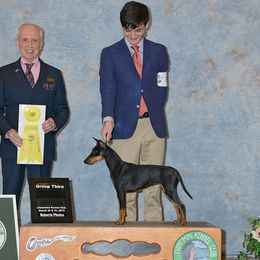 Manchester Terrier All Grown Up from JetCity Manchester Terriers