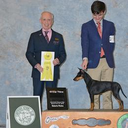 Manchester Terrier All Grown Up from JetCity Manchester Terriers