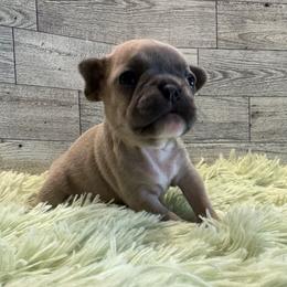 Star - Blue fawn female French Bulldog puppy in Riverview, Florida from The Frenchie Lady Co.