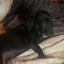 Jetta - Dachshund