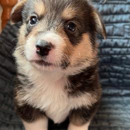 Pretty Good Boy Love You - Black and tan male Pembroke Welsh Corgi puppy in Blaine, Tennessee from Rose Brier Pembroke Welsh Corgis