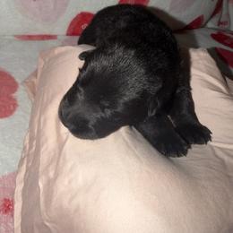 Kyzer - Blue Collar Black Male - Black male German Shepherd puppy in Kissimmee, Florida from Pray Love Shepherd Kennels