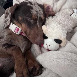 Gladys - Dapple female Dachshund puppy in Indian Trail, North Carolina from Hilda’s Teenie Weenies