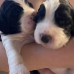 English Springer Spaniel Puppies from Juanita’s Springers