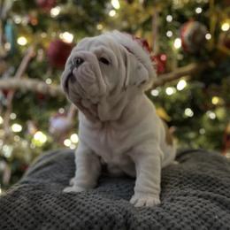 Bulldog Puppies from Semper Fi Bulldogs