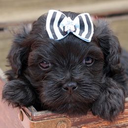 Zeb has video - Black Russian Tsvetnaya Bolonka puppy in West Plains, Missouri from Must Be Frenchies & Crown Of Curls Bolonka