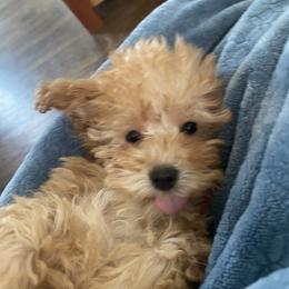 Poodle Puppies from Singing Sands Poodles