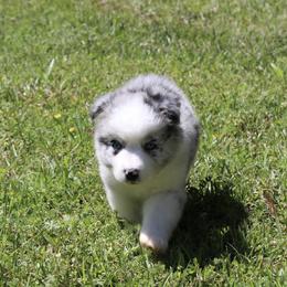 Australian Shepherds from Cassie’s Aussies
