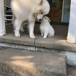 Samoyed Puppies from Bluegrass Samoyeds