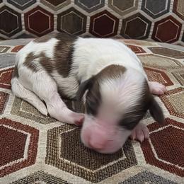 Gingerbread - Merle male Cavapoo puppy in Jarrell, Texas from Grapeshot Poodles & Doodles