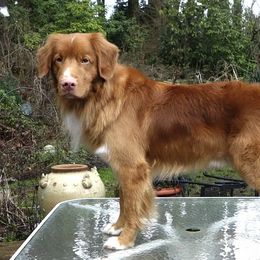 Nova Scotia Duck Tolling Retriever All Grown Up from Forest Cove Tollers