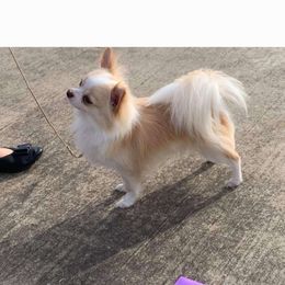Zig-E - Chihuahua