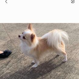 Zig-E - Chihuahua