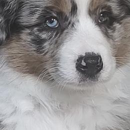 Miniature American Shepherds and Miniature Australian Shepherds from Buck-Run Puppies