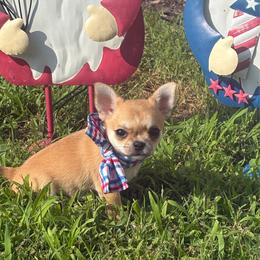 Tessa - Chocolate sabled fawn female Chihuahua puppy in Gloucester, Virginia from Charlotte's Web of Chihuahuas