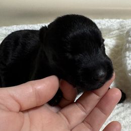 Girl 3 - Black Scottish Terrier puppy in Nickelsville, Virginia from Pecan Creek