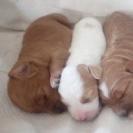 Cockapoo Puppies from Janet Campbell