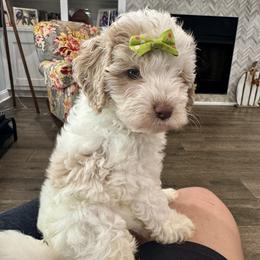 Fiskar - Caramel cream female Labradoodle puppy in Camden, North Carolina from Oopsie Doodles of NC