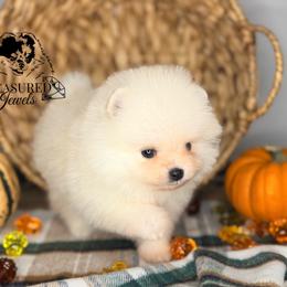 Emmy - White female Pomeranian puppy in Kingwood, Texas from Treasured Jewels Pomeranians