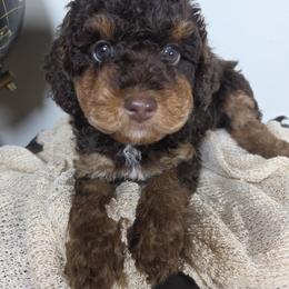 Aussiedoodle Puppies from The Cuddly Dood Ranch