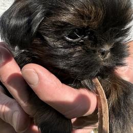 Sophie - Shih Tzu puppy from Southern Sass Shih Tzu