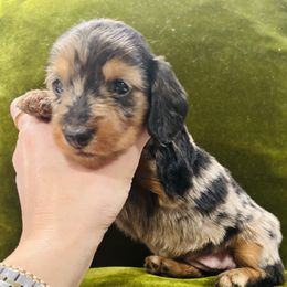 Girl 1 - female Dachshund puppy in Altus, Oklahoma from Johnson Prairie Pups