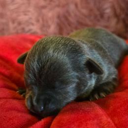 Blueberry - Blue female Chihuahua puppy in Amity, Pennsylvania from Baxters Chihuahuas
