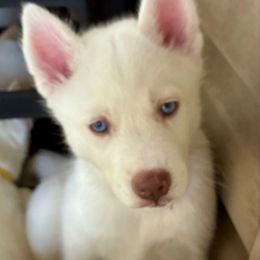Moon - White female Siberian Husky puppy in Walker, Louisiana from TRUHUSKY SIBERIANS