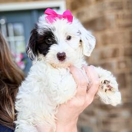 Grace - Brown and white female Sheepadoodle puppy in Marion, Ohio from Doodles & Doxies