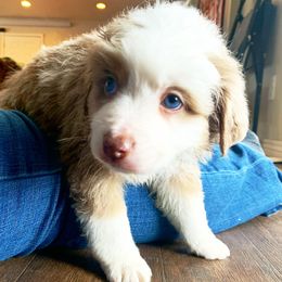 Aussiedoodles, Goldendoodles, and Miniature Australian Shepherds from Clover Bar Kennels