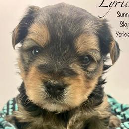 Lyric - Black and tan male Yorkshire Terrier puppy in Galesburg, Illinois from Sunny Sky Yorkies