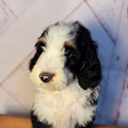 Tri Boy - Tri-color male Bernedoodle puppy in Belgreen, Alabama from Scott’s Farm Poodles and Doodles
