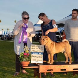 Chinese Shar-Pei All Grown Up from Setareh Chinese Shar Pei