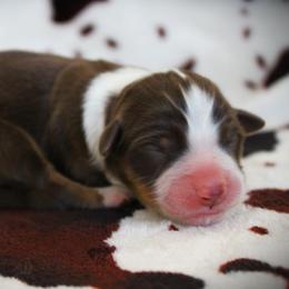 Boy 3 - male Miniature Australian Shepherd puppy in Menomonee Falls, Wisconsin from Hunt N Oaks