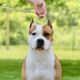 Divvy - American Staffordshire Terrier