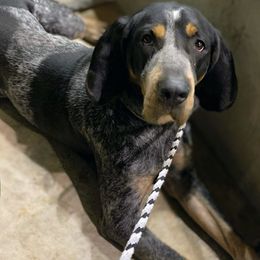 American Leopard Hounds, Bluetick Coonhounds, and German Shepherds from Haus Biery German Shepherds, Benchmark Blueticks & Leopard Hounds