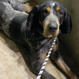 American Leopard Hounds, Bluetick Coonhounds, and German Shepherds from Haus Biery German Shepherds, Benchmark Blueticks & Leopard Hounds