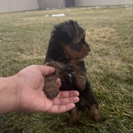 Yorkshire Terrier Puppies from Alvarado’s Yorkies