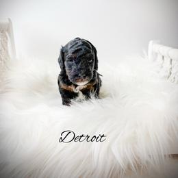 Detroit - Phantom male Goldendoodle puppy in from Pink Poodles and Doodles