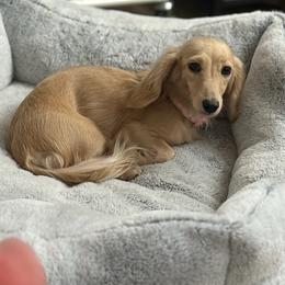 London - Dachshund