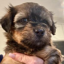 Boy 1 - Red brindle male Havanese puppy in Walpole, Massachusetts from Golden Glen Havanese