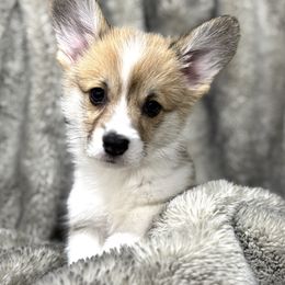 Girl 1 - Sable female Pembroke Welsh Corgi puppy in California from Trotter Hill Farms