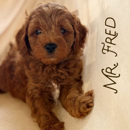 Mr. Fred - Red  male Goldendoodle puppy in Sacramento, California from Dandy Doodles Goldendoodles