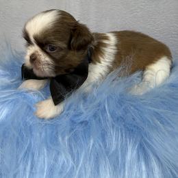 Ferrero - Tricolor male Shih Tzu puppy in Columbia, Kentucky from Lisa Bandy Luxe Shih Tzu
