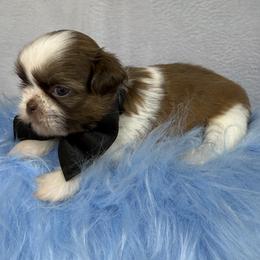Ferrero - Tricolor male Shih Tzu puppy in Columbia, Kentucky from Lisa Bandy Luxe Shih Tzu