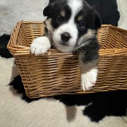 Pembroke Welsh Corgi Puppies from LTT Corgis